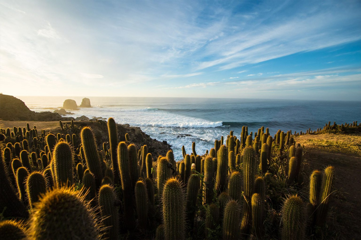 El Parque Punta de Lobos, con más de 600 000 visitantes al año, es un espacio de 2.2 hectáreas que colinda con el océano Pacifico en Punta de Lobos, donde revientan poderosas y largas olas. Los imponentes acantilados desde donde se ven las olas están llenos de vegetación esclerófila nativa de la zona central. En el Parque de Punta de Lobos se implementa un proyecto de conservación y restauración que busca ser duradero, dado que tiene como base la participación de la comunidad local, la promoción de actividades tradicionales y el desarrollo de economías locales. Foto por Rodrigo Farías.
